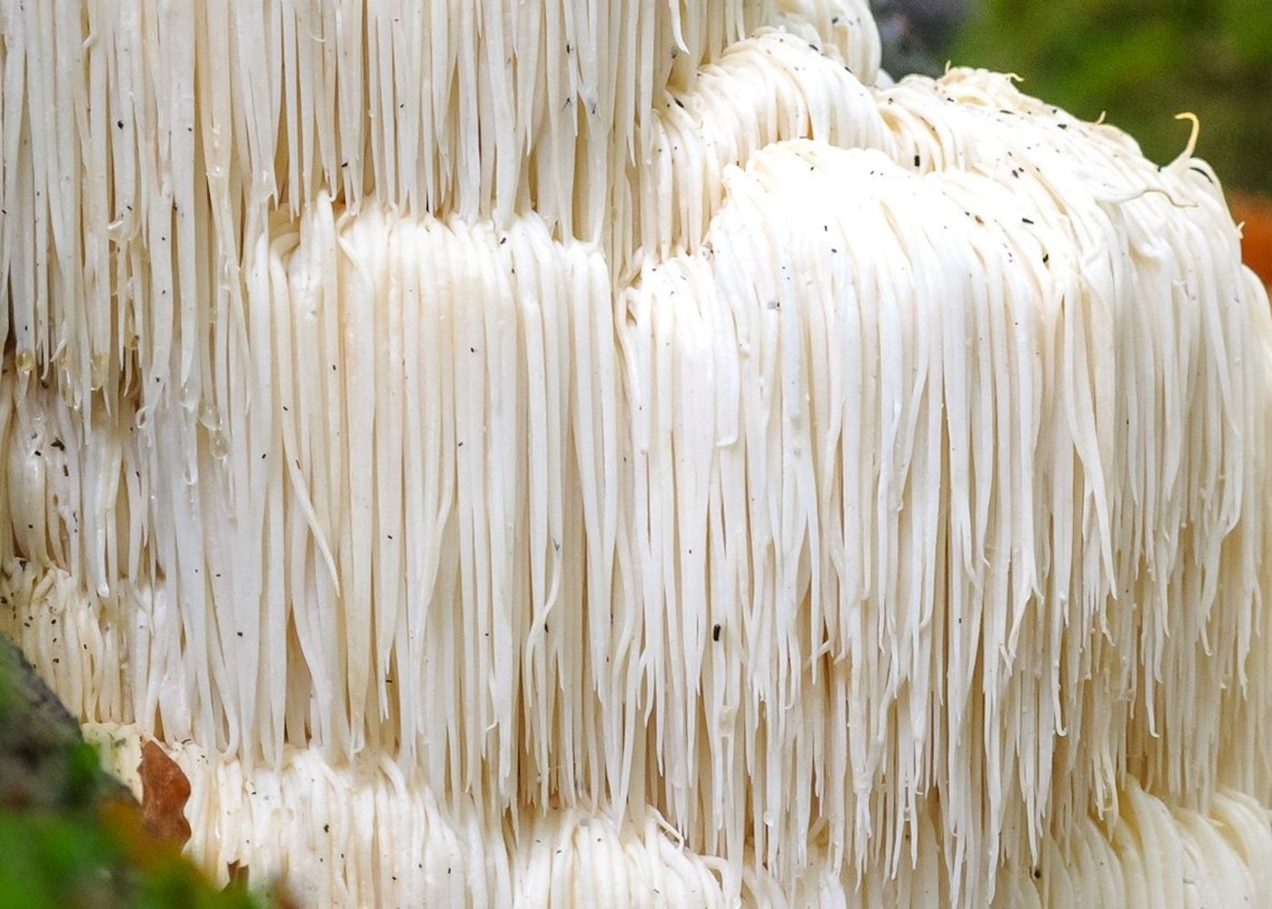 What are the Benefits of Lion's Mane Mushroom? Health and Wellness
