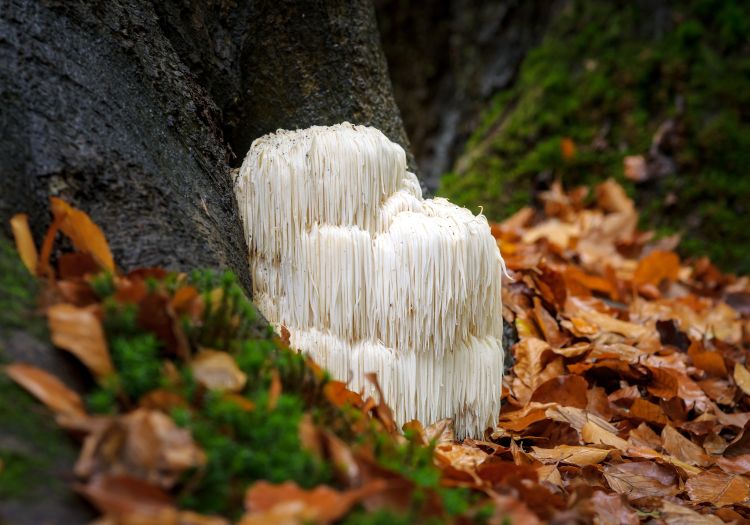 Lion’s Mane Mushroom Cognitive Supplements-Living