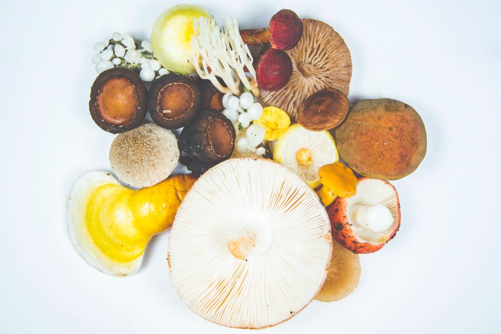 Seven Mushrooms That Contain The Most Protein H & W Reviews